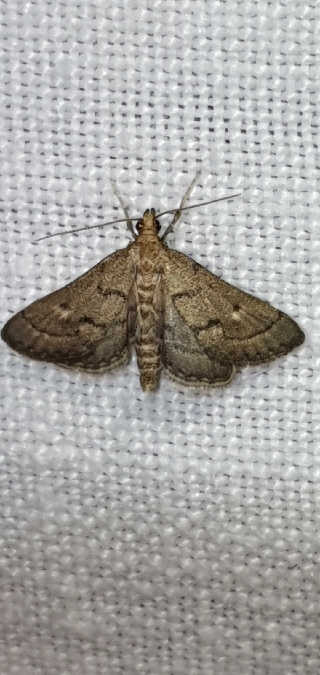 Metasia corsicalis  - Melchior Viallet