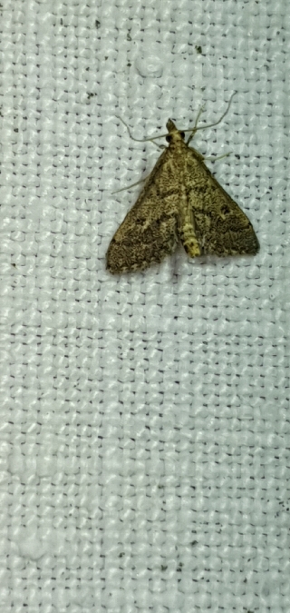 Metasia corsicalis  - Melchior Viallet