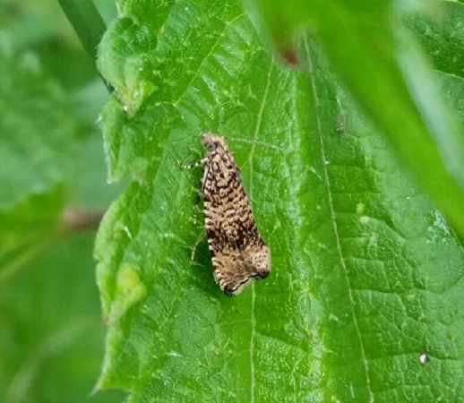 Celypha lacunana  - Thomas Lux