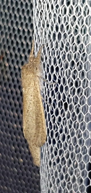 Phragmataecia castaneae  - Melchior Viallet