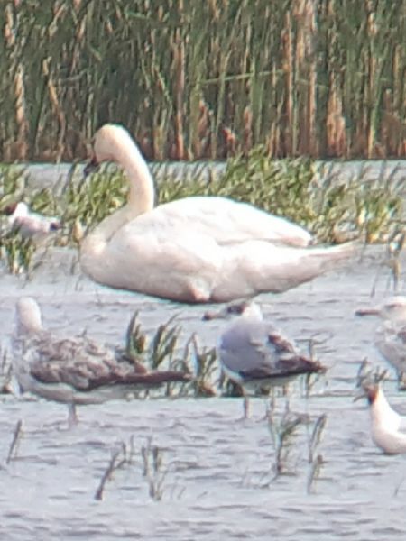 Fischmöwe  - Krzysztof Sokołowski