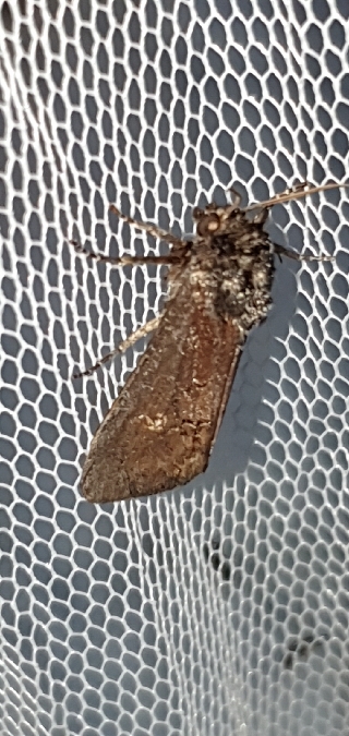 Brithys crini  - Melchior Viallet