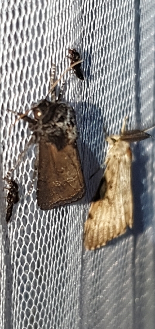 Brithys crini  - Melchior Viallet