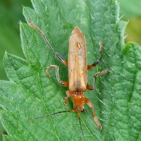 Cantharis sp.  - Thomas Lux