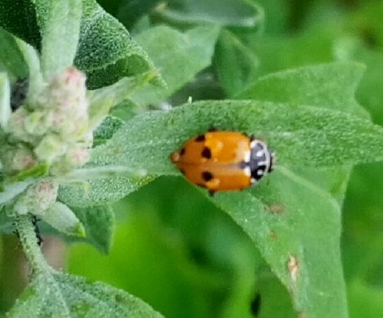 Coccinelle des friches  - Thomas Lux