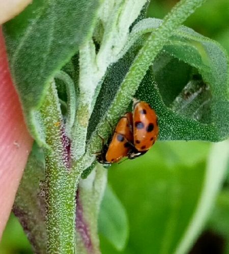 Coccinelle des friches  - Thomas Lux