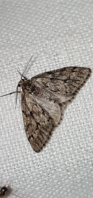 Tephronia sepiaria  - Melchior Viallet