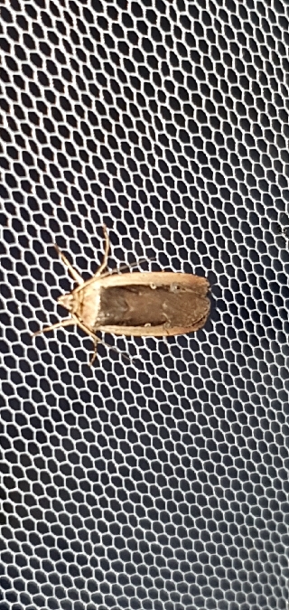 Ochropleura leucogaster  - Melchior Viallet