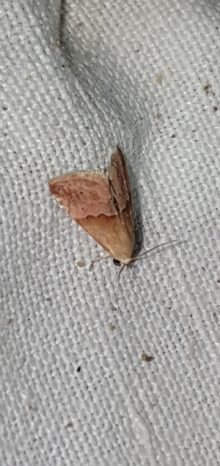 Eublemma parva  - Melchior Viallet