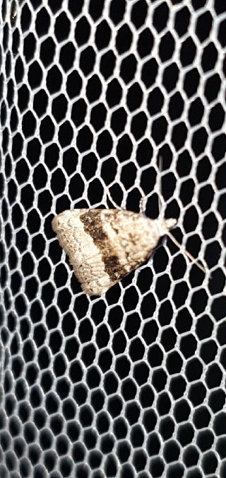 Nola squalida  - Melchior Viallet