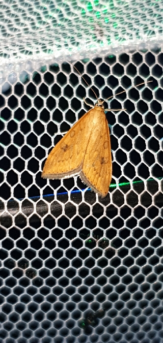 Udea ferrugalis  - Melchior Viallet