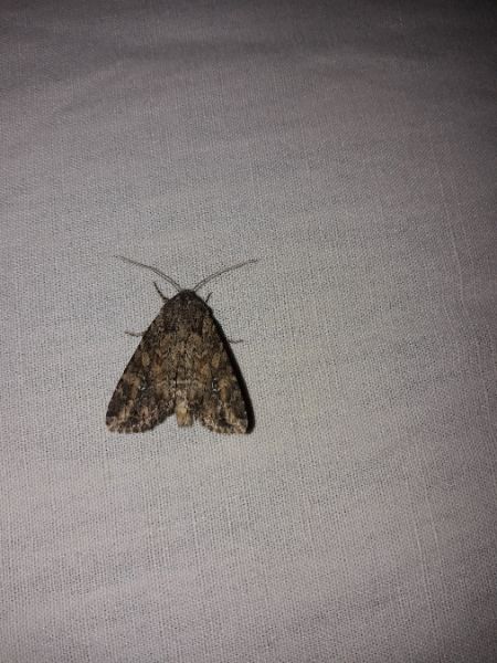 Apamea anceps  - Sylvain Lethuillier