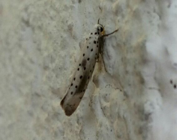 Yponomeuta irrorella  - Thomas Lux