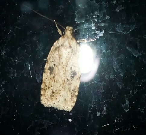 Agonopterix arenella  - Thomas Lux