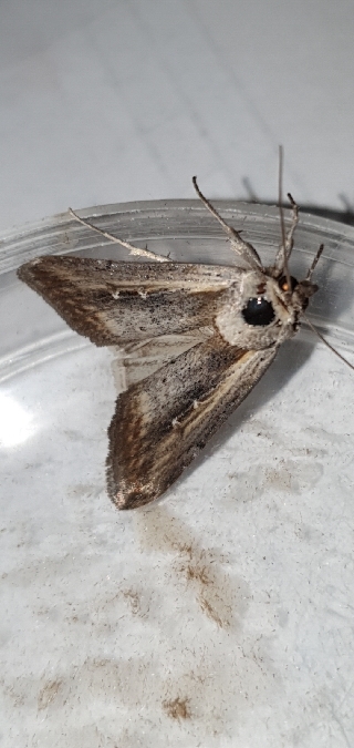 Epimecia ustula  - Melchior Viallet