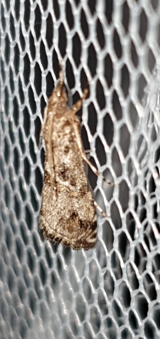 Euchromius cambridgei  - Melchior Viallet
