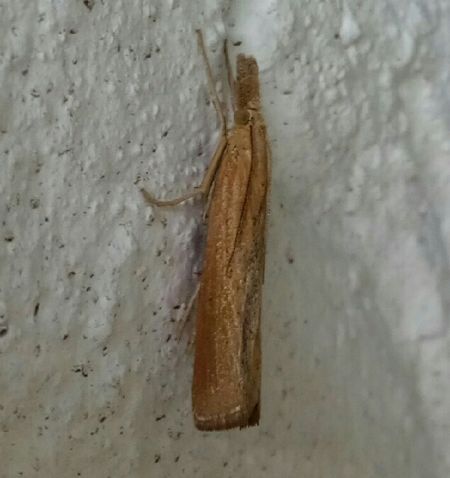 Pediasia luteella  - Thomas Lux