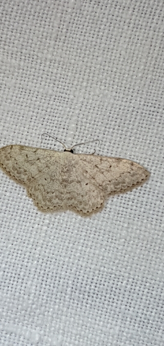 Scopula marginepunctata  - Melchior Viallet