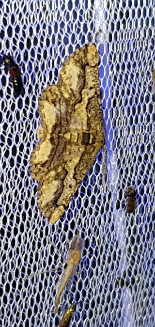 Menophra japygiaria  - Melchior Viallet