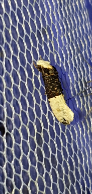 Trichophaga bipartitella  - Melchior Viallet