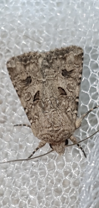 Hadula sodae  - Melchior Viallet