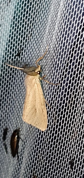 Laelia coenosa  - Melchior Viallet