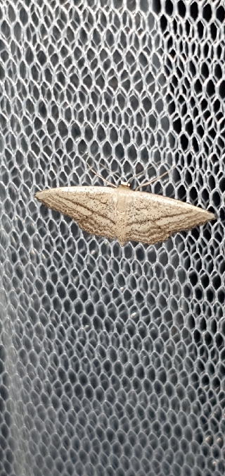 Acidalie traversée  - Melchior Viallet