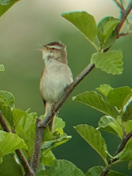 rokitniczka  - Krzysztof Sokołowski