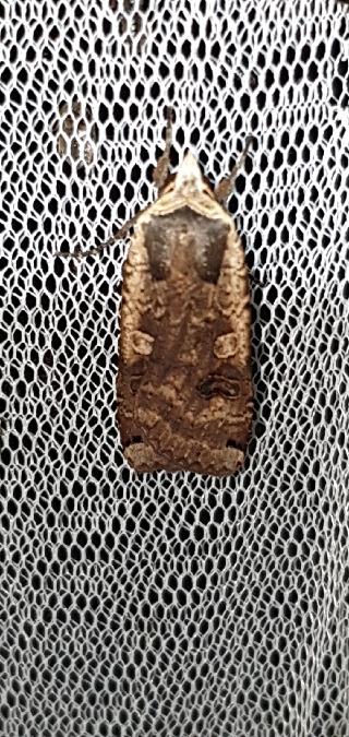 Hibou  - Melchior Viallet