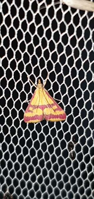 Pyrauste ensanglantée  - Melchior Viallet