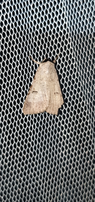 Lygephila craccae  - Melchior Viallet