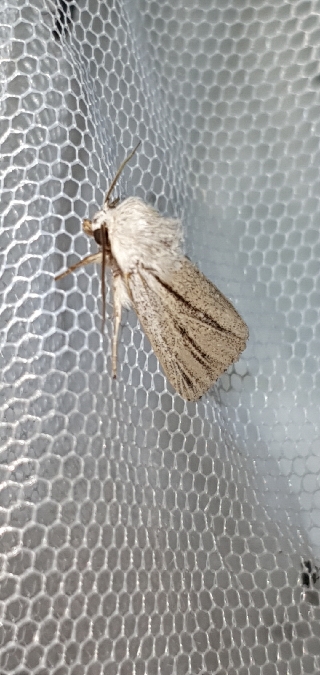 Noctuelle veineuse  - Melchior Viallet