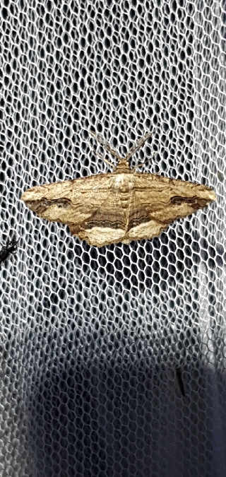 Boarmie pétrifiée  - Melchior Viallet