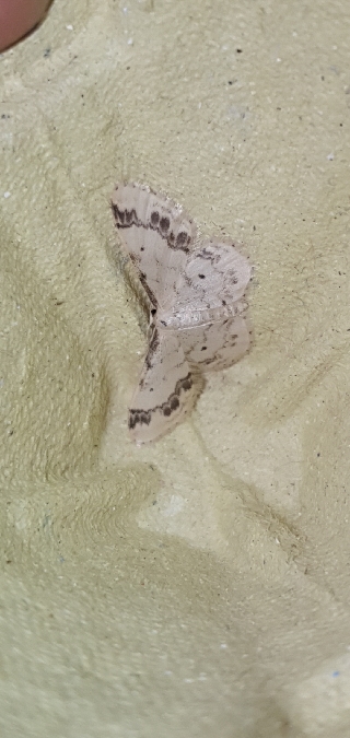 Idaea trigeminata  - Melchior Viallet