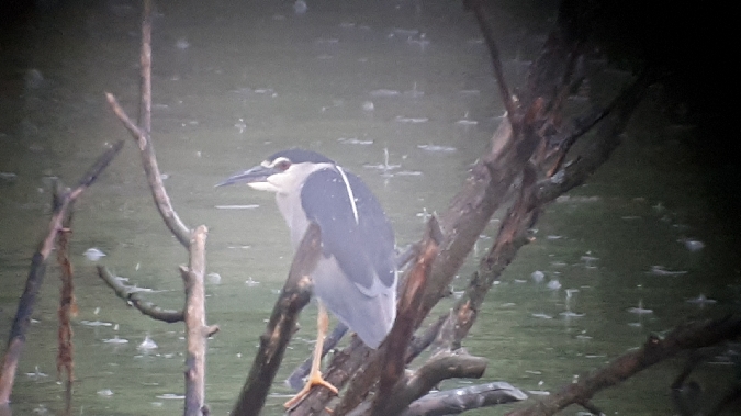 ślepowron  - Marcin Sołowiej