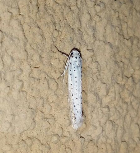 Yponomeuta sp.  - Thomas Lux