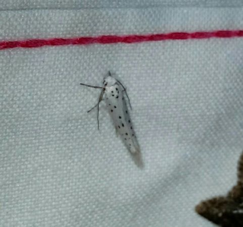 Yponomeuta sp.  - Thomas Lux