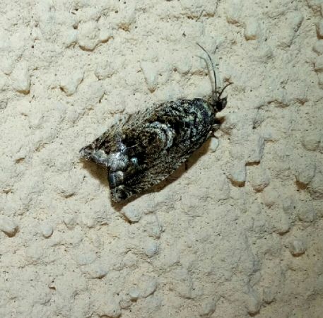 Cydia splendana  - Thomas Lux