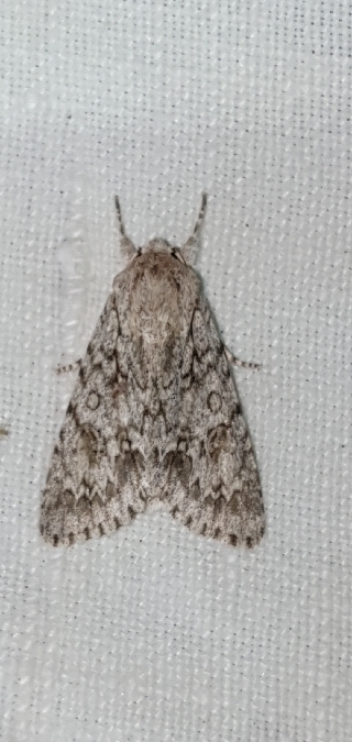 Acronicta aceris  - Melchior Viallet