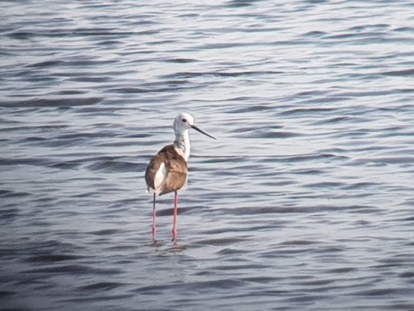 Black-winged Stilt  - Marcin Charymski
