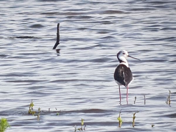 Echasse blanche  - Marcin Charymski