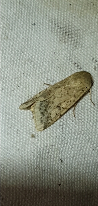 Helicoverpa armigera  - Melchior Viallet