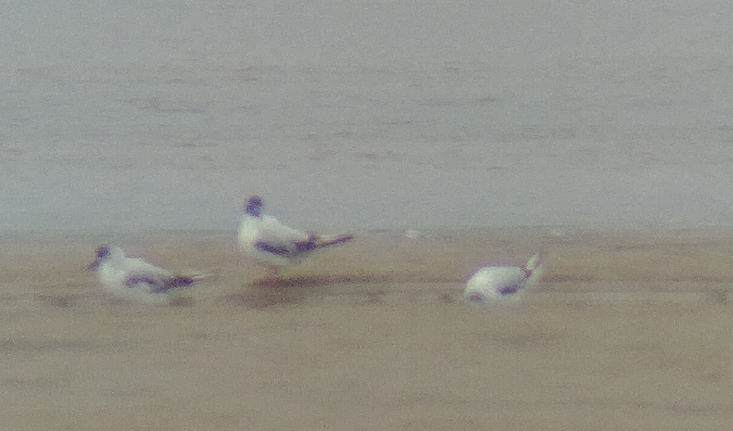 mewa mała  - Monika Żochowska