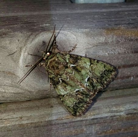Polyphaenis sericata  - Thomas Lux