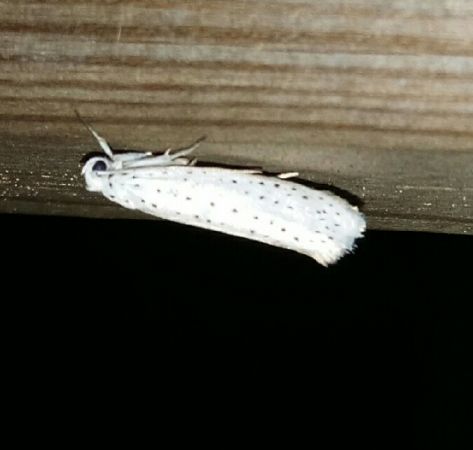 Yponomeuta evonymella  - Thomas Lux