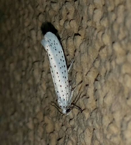 Yponomeuta evonymella  - Thomas Lux