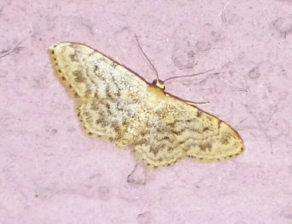 Idaea inquinata  - Thomas Lux