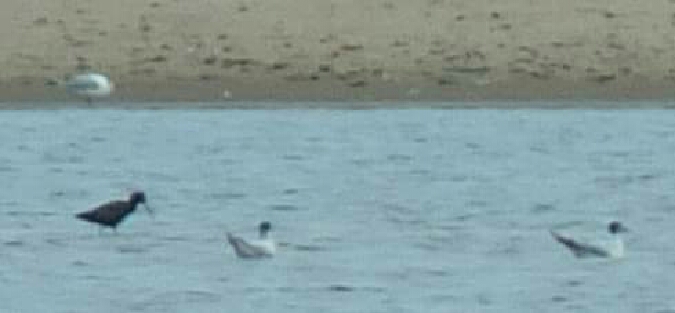 brodziec śniady  - Ewa Nalepa