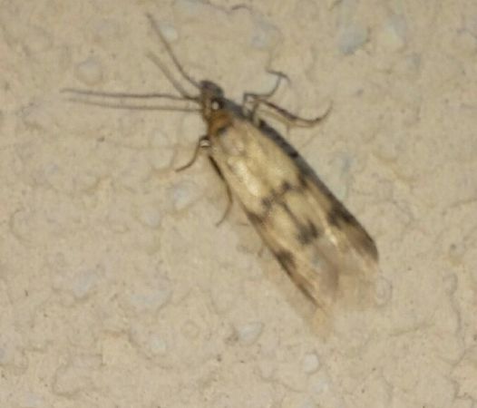 Homoeosoma sinuella  - Thomas Lux