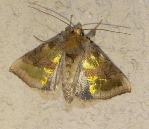 Diachrysia chrysitis  - Thomas Lux